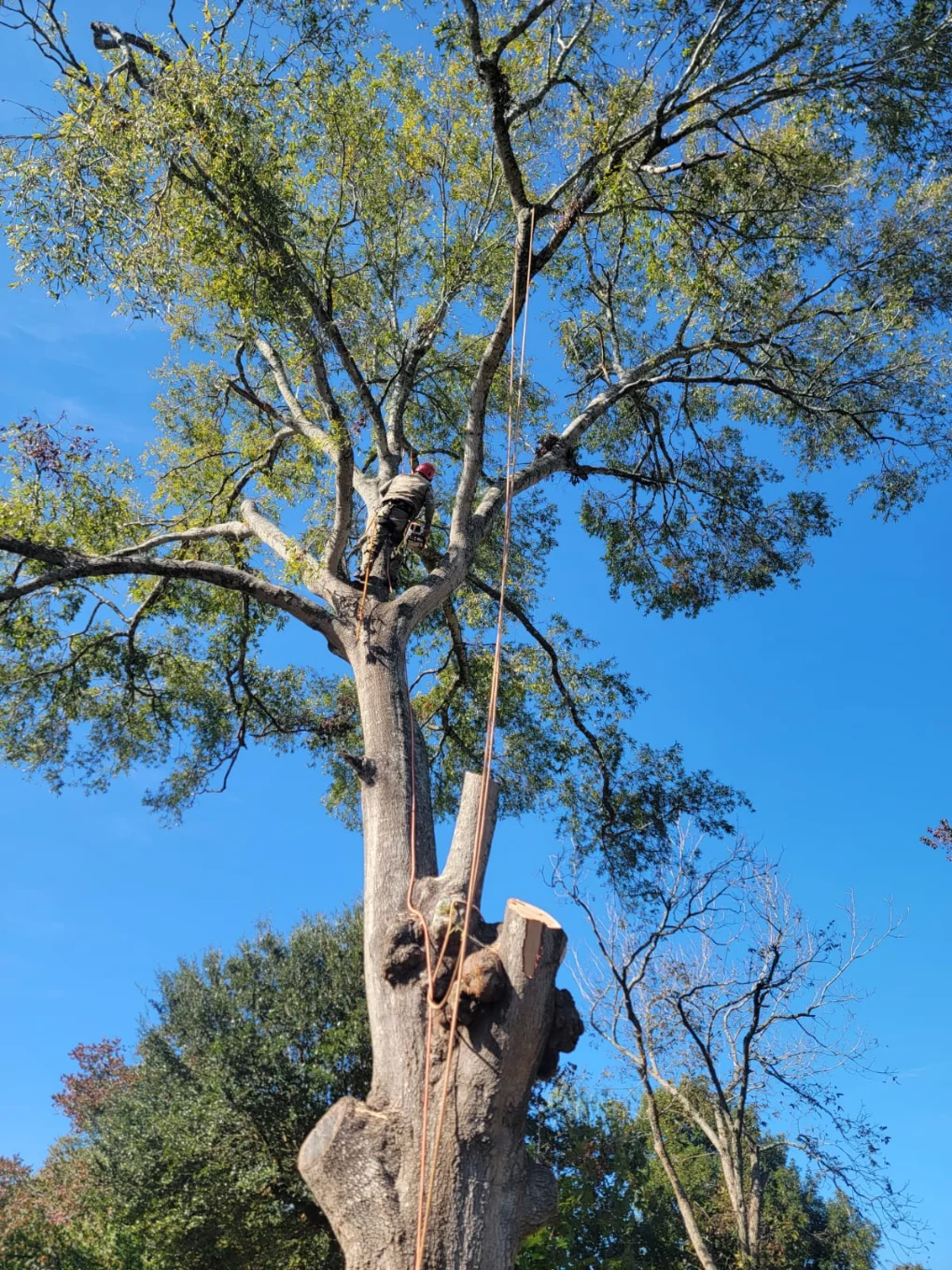 Granding,general tree,stump grinding ,wood fencing in Dickinson TX